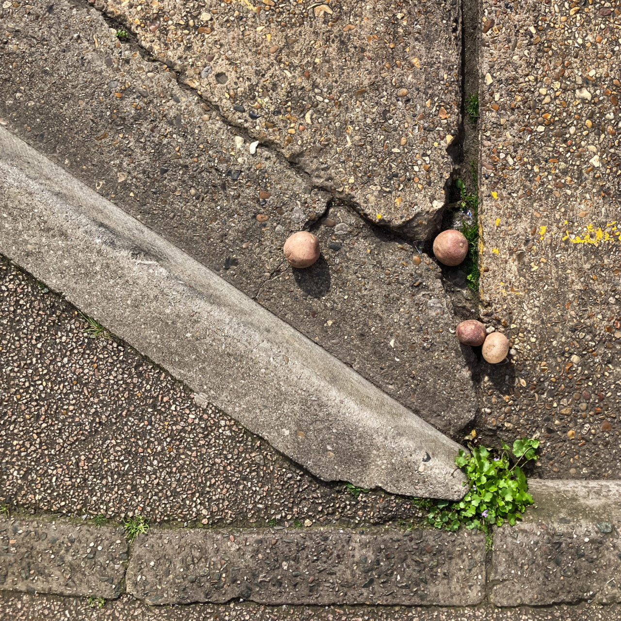 Photograph looking down at the ground, gutter at the side of the road running along the bottom and diagonally from the bottom right and up to the left. Four round potatoes are lying in the road, caught in the cracks.