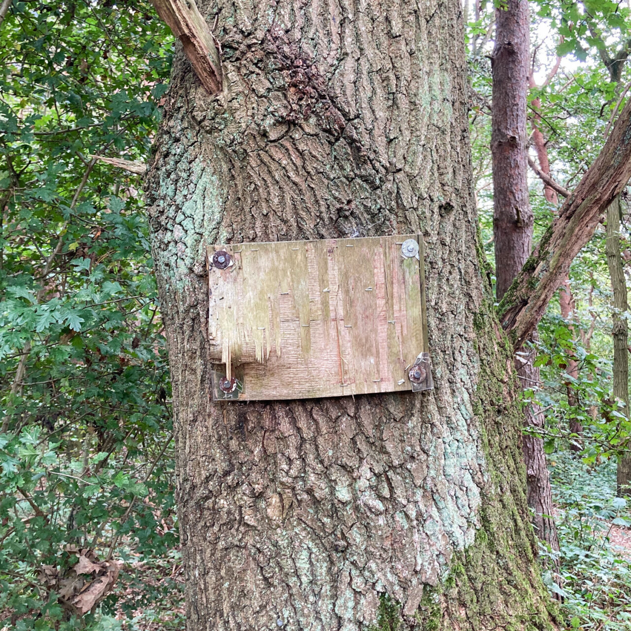 Photograph of a worn wooden notice screwed on to a large tree trunk, with old staples on it and leafy forest visible behind.