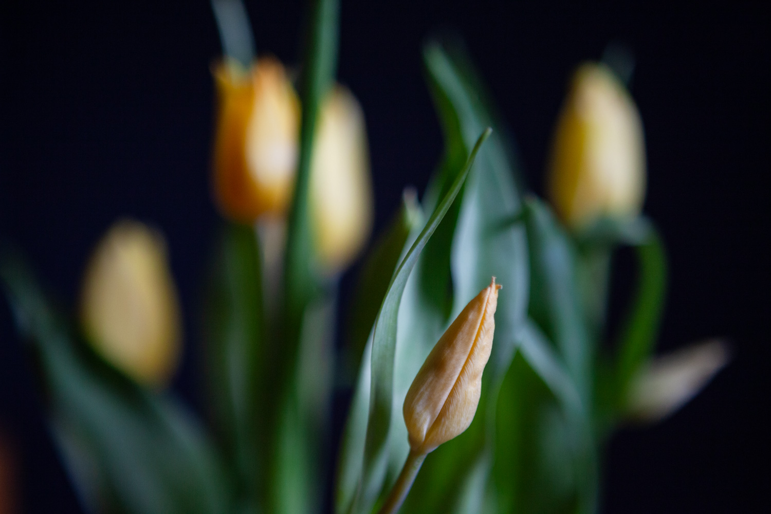 Photograph of the top portion of a bunch of yellow tulips, focused on one flower further forward and lower down, towards the centre, which hasn't fully opened yet, on a dark background.